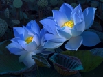 Blue lotuses