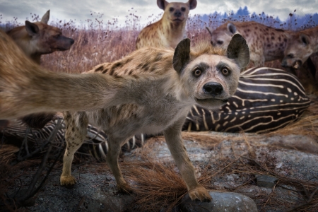 Just a hyena's selfie - fantasy, animal, funny, selfie, john wilhelm, hyena, creative