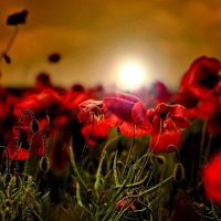 Poppy Field in the Sunset