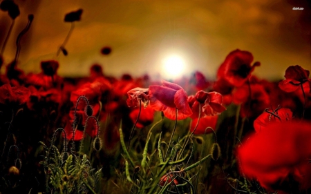 Poppy Field in the Sunset