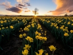 Daffodil Field At Sunset