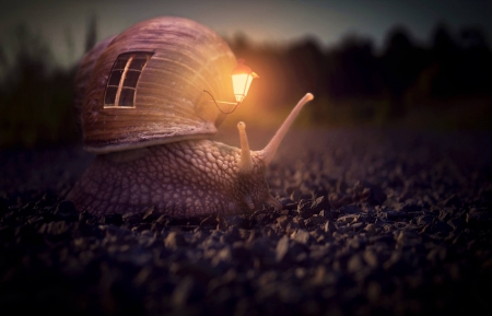 ♥ - house, fantasy, night, creative, home, snail, lantern