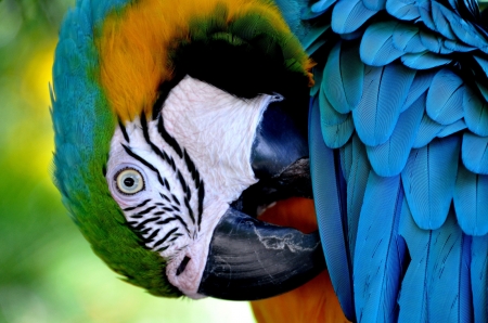 Parrot - bird, blue, pasare, feather, parrot