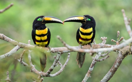 Birds - stripes, bird, pasare, yellow, couple, green