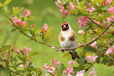 Goldfinch - bird, green, pasare, goldfinch, flower, pink, scatiu