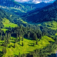 Austrian Alpine forest landscape