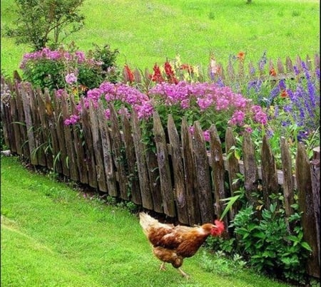 country life - flowers, chickens, nature, green, photography, beauty, animals