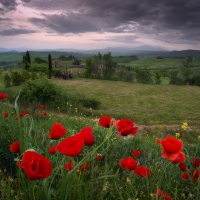 poppy field