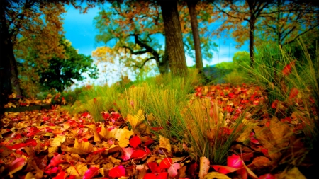 Autumn Leaves on the Field - trees, nature, autumn, grass, field, sky, leaves