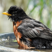 Robin In The Bird Bath