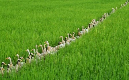 :) - rice, bird, duck, grass, bali, indonesia, green, pasare, field