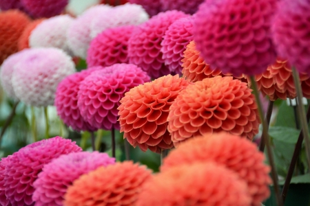 Dahlia - vara, dahlia, pink, colorful, orange, summer, flower