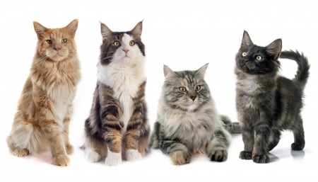 Cats - animal, cat, pisica, maine coon