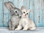 Bunny kiss