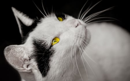 Cat - black, yellow eyes, white, animal, pisica, cat