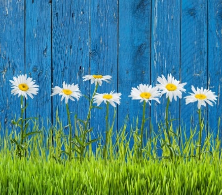 Daisies - white, blue, green, wood, daisy, grass, card, fence