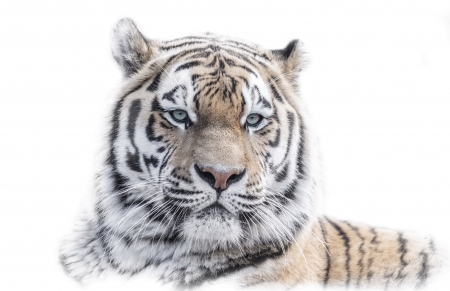 Tiger - snow, animal, Tiger, wild