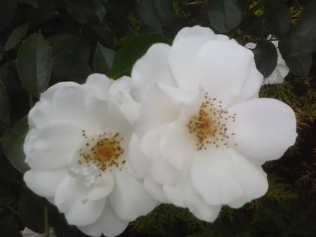 Beautiful roses - roses, flowers, white, garden