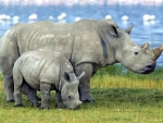 Rhinos