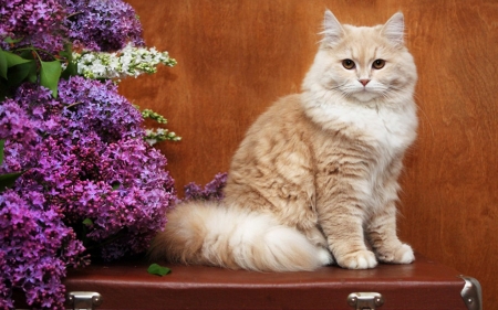 Cat and Lilacs - blooms, lilacs, animal, cat