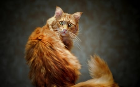 Cat - cat, animal, funny, look, ginger