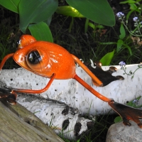 Frog On A Log