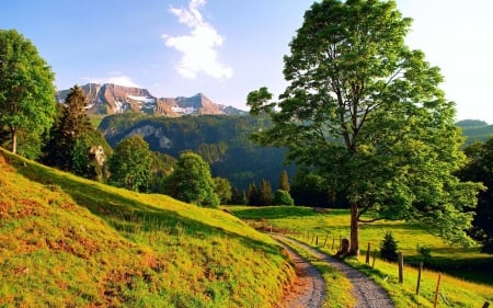 Summer in the Mountains - clouds, path, trees, landscape, meadow, fence, sky