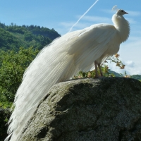 White Peacock