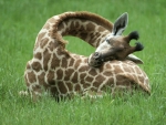 Sleeping Giraffe