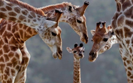 Giraffe Family - funny, baby, animals, giraffes