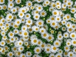 Daisies