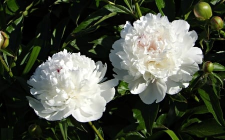 White Peonies - flowers, white, nature, peonies