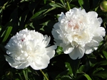 White Peonies