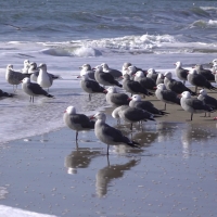 Seagulls by Ocean