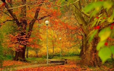 Autumn - park, forest, trees, walkway