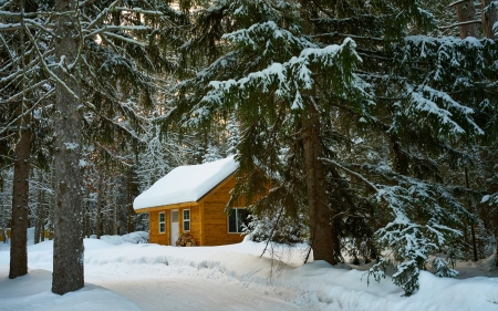 Winter forest cottage - cottage, forest, trees, snow, winter