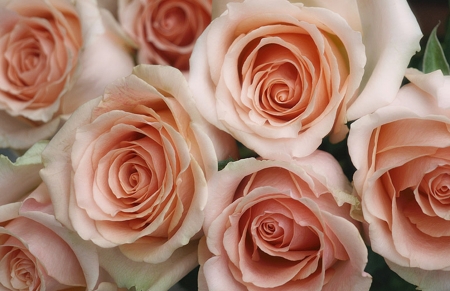 Roses - wonderful, rose, flower, love