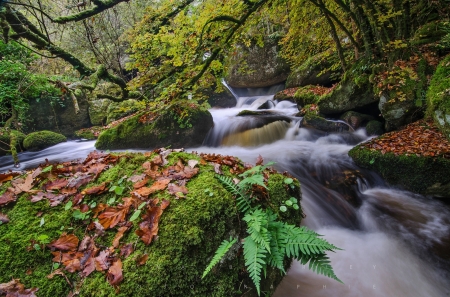 Fresh water in the forest - nature, water, fresh, forest