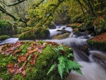 Fresh water in the forest