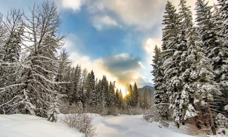 Last winter - winter, tree, cloud, snow