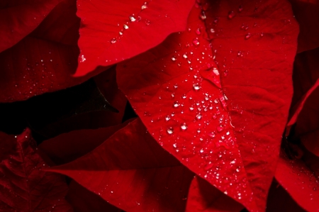 Drops - stil life, water, drop, red