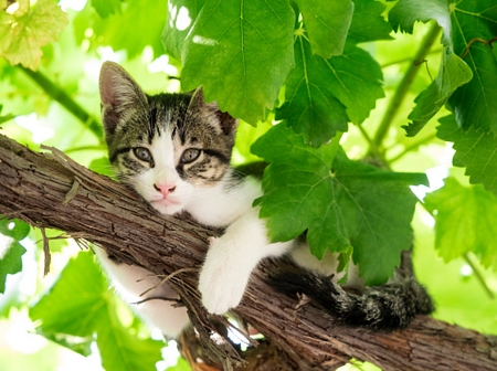 Kitten - outdoor, animal, kitten, pet, resting