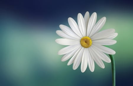 Daisy - Beauty, Bloom, Blooming, Beautiful