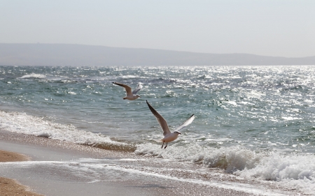 Seagulls and Sea - beach, sunshine, seagulls, sea