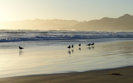 Ocean Beach - nature, beach, ocean, seagulls