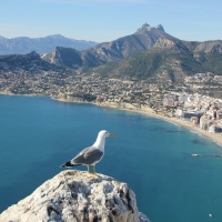 Seagull in Spain