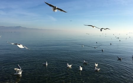 Lake with Seagulls - lake, seagulls, water, mist, birds