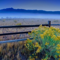 Yellow Petaled Flowers Beside Wood Fence