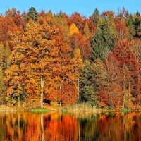 Autumn Forest