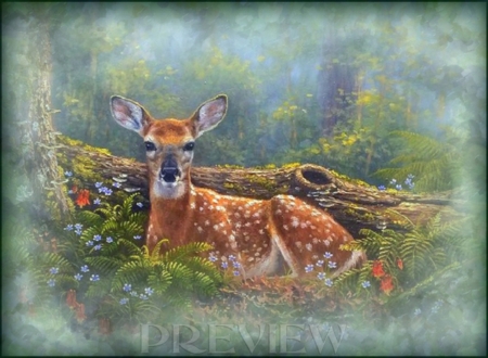 Fawn - Animal, Other, Deer, Fawn